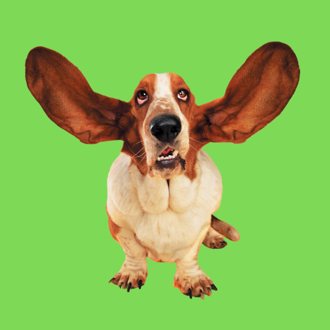 A basset hound with its ears in the air.